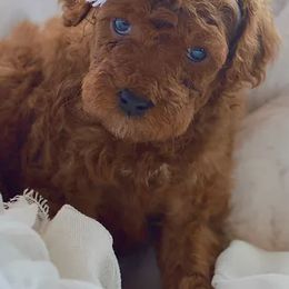 Bernedoodles, Goldendoodles, Poodles, and Sheepadoodles from Dapper Doodle Pups