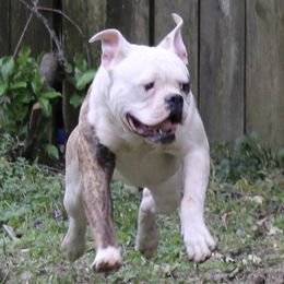 JaxHammer 😂 - American Bulldog
