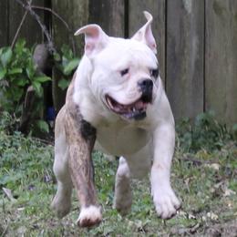 JaxHammer 😂 - American Bulldog