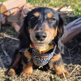 Dachshunds from Kayla Jamerson