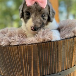Bernedoodle and Goldendoodle Puppies from Cozy Creek Doodles