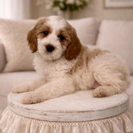 Chestnut - Parti male Goldendoodle puppy in Stanford, Kentucky from Holloway Goldendoodles