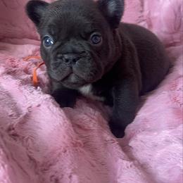 Mocha - Black and white male French Bulldog puppy in Galt, California from The three little frenchies