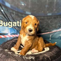 Bugati - Red  female Goldendoodle puppy in Chelan, Washington from North Cascades Doodles