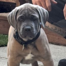 Black - Gray and fawn male Cane Corso puppy in Pollock Pines, California from Capitol City Cane Corso