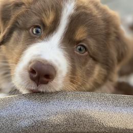Australian Shepherd Puppies from Echolight Australian Shepherds