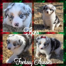 Flora - Blue merle female Australian Shepherd puppy in Anna, Texas from Fantasy Pomeranians & Fantasy Aussies