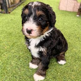 Petal - Tri-color female Bernedoodle puppy in Royse City, Texas from Platinum Bernedoodles of Texas