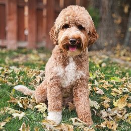 Indy - Goldendoodle