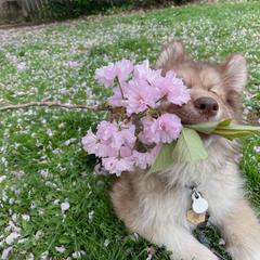 Native American Indian Dog Puppies from Corn Moon Kennels: a member of the Native American Indian Dog Preservation Project