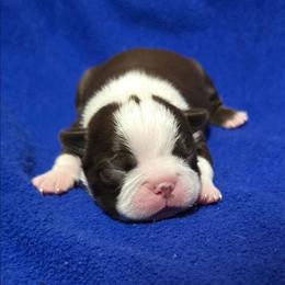 Chocolate Lady - Red female Boston Terrier puppy in San Antonio, Texas from JT Bostons