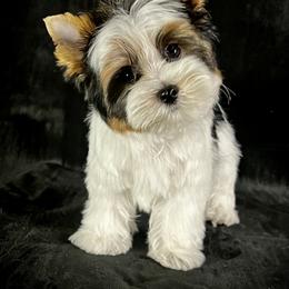 Biewer Terrier Puppies from Perfección Del Cielo Biewer Terriers