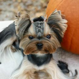 Artie - Yorkshire Terrier