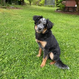 Australian Cattle Dog All Grown Up from Flying J Homestead Cattle Dogs