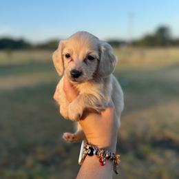 Goldie - Cream female Dachshund puppy in Durant, Oklahoma from Big Creek Mini Dachshund