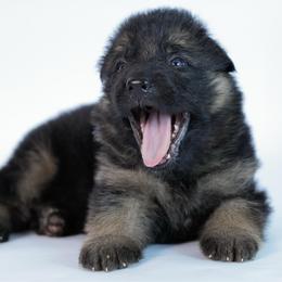 Blue collar - Black and red male German Shepherd puppy in Plumas Lake, California from Zwinger Vom Greifjäger