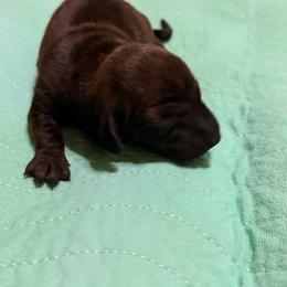 Brindle Girl 1 - Brindle female Dachshund puppy in Fayetteville, North Carolina from Army of Dachshunds