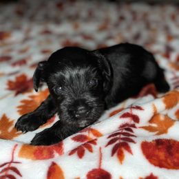 Miniature Schnauzer Puppies from Jones Fam Paws