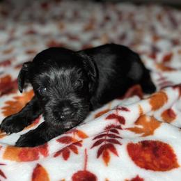 Miniature Schnauzer Puppies from Jones Fam Paws