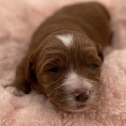 Callie - Red  female Goldendoodle puppy in Kansas City, Kansas from Bella & Ivy’s Mini Goldendoodles of KC