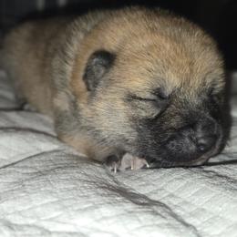 Willow - Red female Shiba Inu puppy in Stanley, North Carolina from Yoru's Dojo Legacy