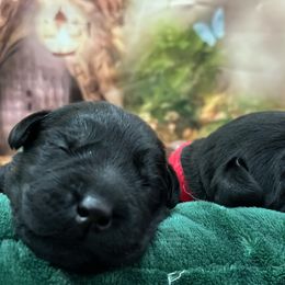 Lavender collar "Plum Pudding" - Labrador Retriever puppy from Wolf Mountain Kennel