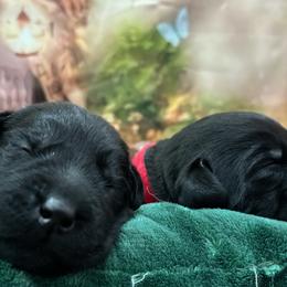 Lavender collar "Plum Pudding" - Labrador Retriever puppy from Wolf Mountain Kennel