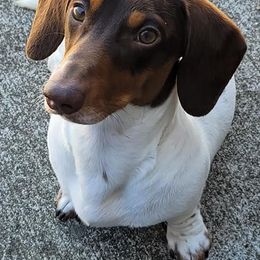 Dachshunds from Petalpusher Miniature Dachshunds