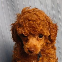 Josephine - Red  female Poodle puppy in Blanch, North Carolina from Faithful Hearts Kennel
