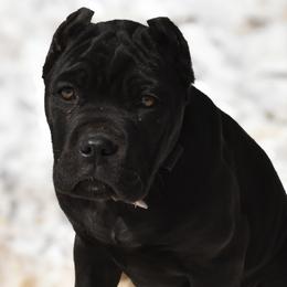 Purple - Black female Cane Corso puppy in Sault Ste Marie, Michigan from Willow Creek Cane Corsos