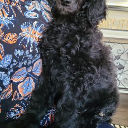 Poodle Puppies from Hickory Hills Poodles