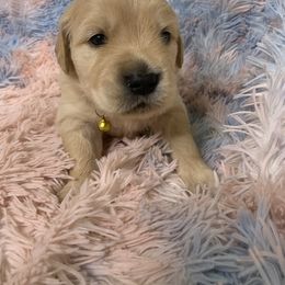 Golden Retriever Puppies from Goldens of Hope