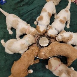 Goldendoodle Puppies from Tripple C Doodles