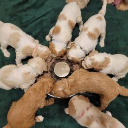 Goldendoodle Puppies from Tripple C Doodles