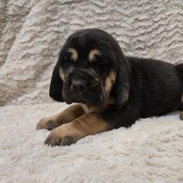 Lavender Girl - Black and tan female Bloodhound puppy in Gillette, Wyoming from Whispering Winds Homestead 307