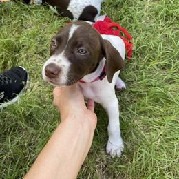 German Shorthaired Pointer Puppies from Jerri Ford