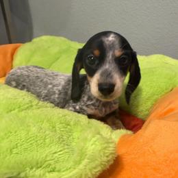Yin - Piebald female Dachshund puppy in Irving, Texas from DFW Dachshunds by G & S