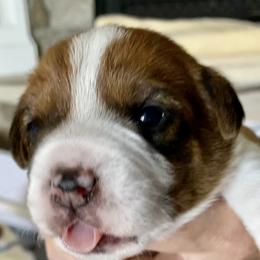 Golden Retriever and Jack Russell Terrier Puppies from Shelby Burleson's Golden Retrievers and Jack Russell Terriers