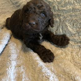 Boy ( green) - Chocolate male Labradoodle puppy in Lowville, New York from Pleasant View Labradoodles and micro cockapoos