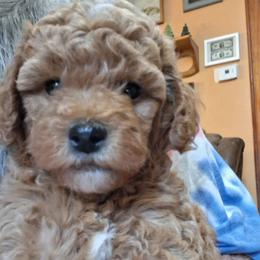 Betty - Red  female Goldendoodle puppy in Haddam, Kansas from Golden B Acres