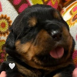 Lightening - Black and mahogany male Rottweiler puppy in Crothersville, Indiana from The Solid Rock Kennel