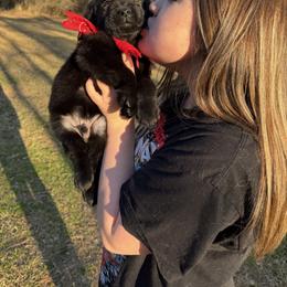 Boy 3 - Black male Labrador Retriever puppy in Ruth, Mississippi from Red White & True Labradors
