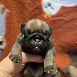 Pug puppies from Perfectly Picked Pugs