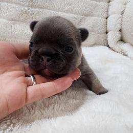 Lilly - Blue fawn female French Bulldog puppy in San Antonio, Texas from Chary's Elite Frenchies