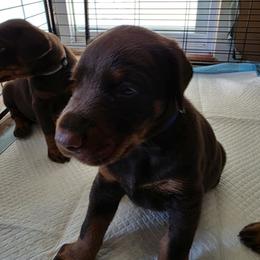 Male2 - Red and rust male Doberman Pinscher puppy in Anderson, Indiana from Legendary Kennels