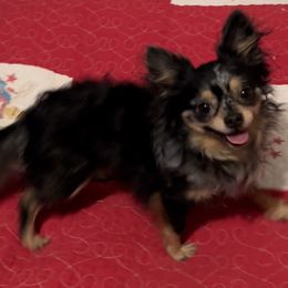 Chihuahua Puppies from Seaside Chihuahuas LLC