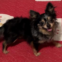 Chihuahua Puppies from Seaside Chihuahuas LLC