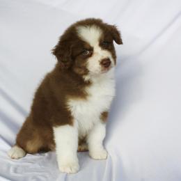 Vecna - Red tri-color male Australian Shepherd puppy in Richmond, Texas from Big Zen Aussies