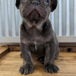 French Bulldog puppies from Az K9 Companions