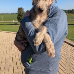 Boy 1 - Black brindle and white male Lurcher puppy in St. Charles, Illinois from Ashir Kennels
